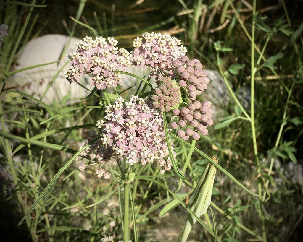 Narrowleaf Milkweed Picture